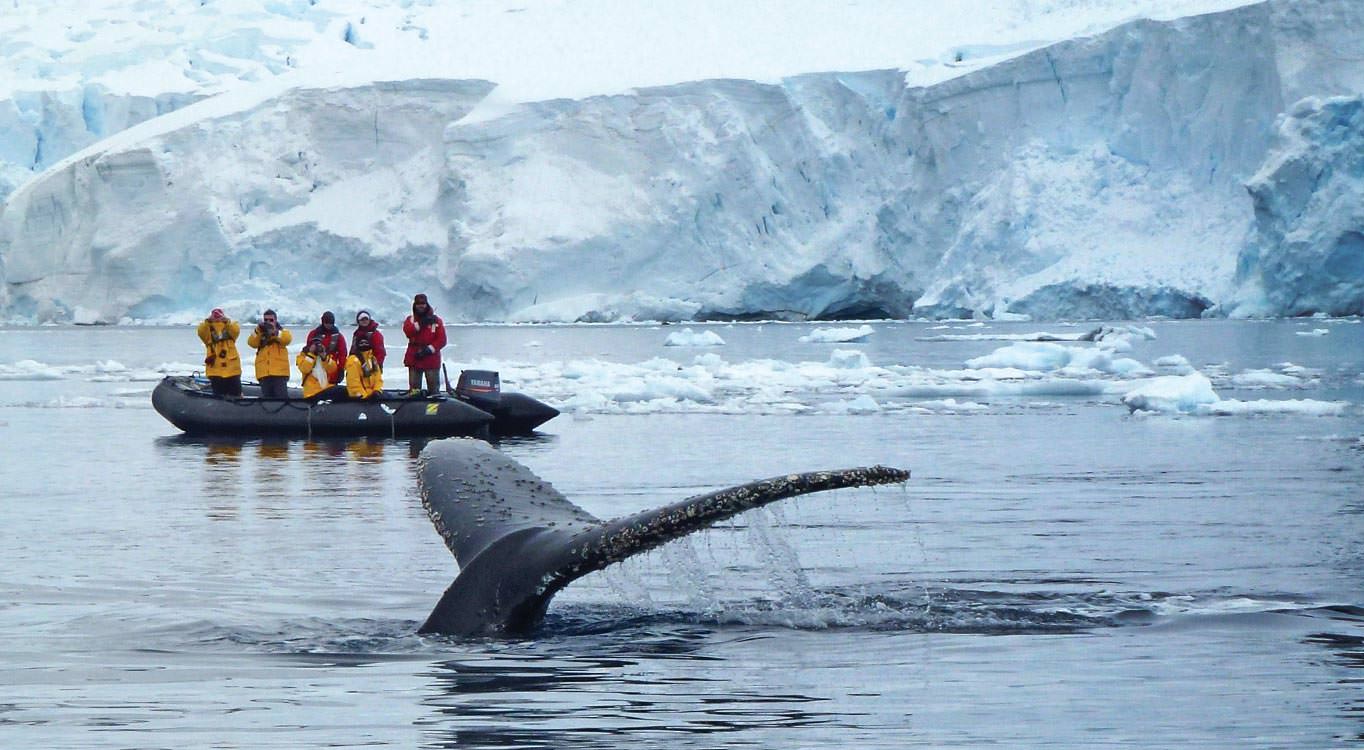 לווייתנים מטווח אפס באנטארקטיקה