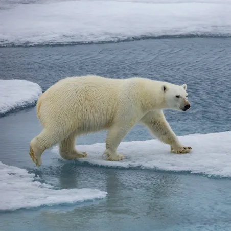 הרצאה: שפיצברגן ואיי סבלברד הרצאה: שפיצברגן ואיי סבלברד